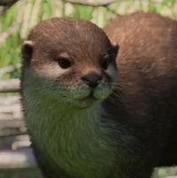 Small-Clawed Otter