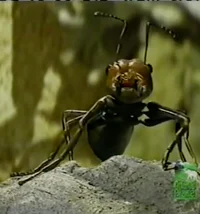 Morris the Ant