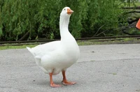 simon the goose