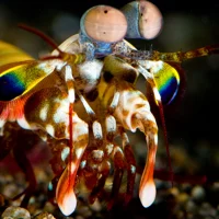 Mantis Shrimp