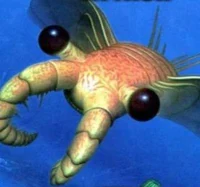Anomalocaris