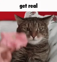 sped cat 3