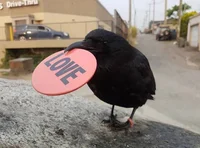 Morton the Crow
