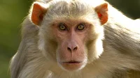 Talking monkey