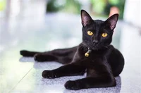 Black cat _stray_