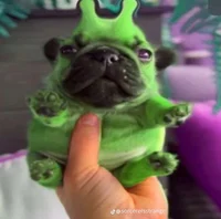alien pug