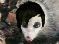 Edgepossum