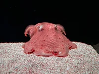 Opisthoteuthis depre