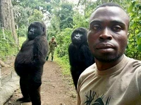 Black and gorilla