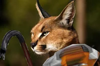 Floppa in a HEV suit