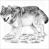 Northwestern wolf