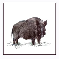 Wild boar