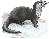 River otter