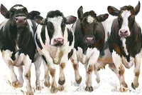 A Group of Cows