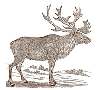 Woodland Caribou