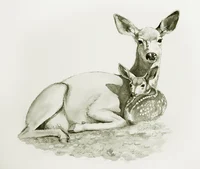 Black-tailed deer