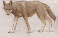 Red Wolf