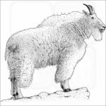 Mountain goat