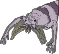 copepod