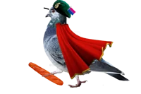 Dictator Pigeon