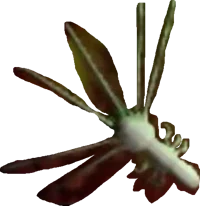 lesser copepod