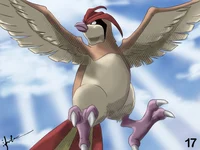 Pidgeotto M