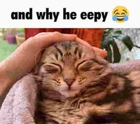 Eppy cat