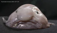 Blobfish Life RPG