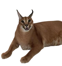 Caracal