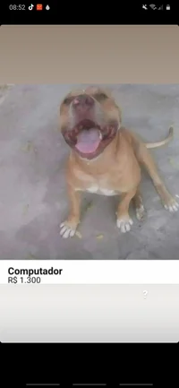 Seu amigo