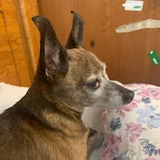 Radar_Dog