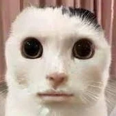 feetus