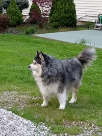 Reb Comet the Pomski