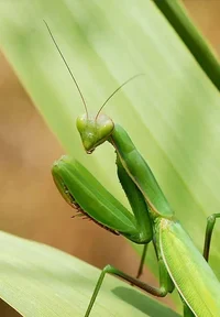 Manu