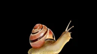 Immortal snail