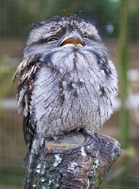 Tawny frogmouth