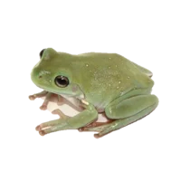 Wise Mystical Frog