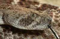 Rattlesnake