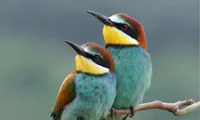 Little Bee-eater 