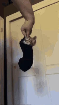 Kitten in a Sock