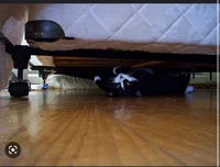 Demon Under Your Bed