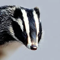 Ketra the Badger