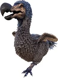 Dodo