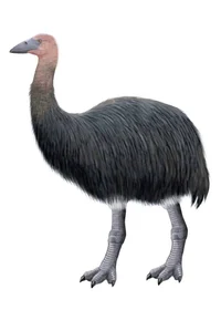 Giant elephant bird