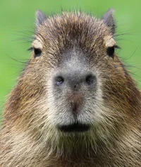 CAPYBARA