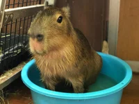 Capybara 