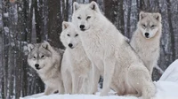 Wolf Pack
