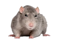 Rat