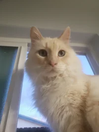 mystery catto