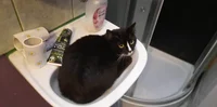 Cat in sink